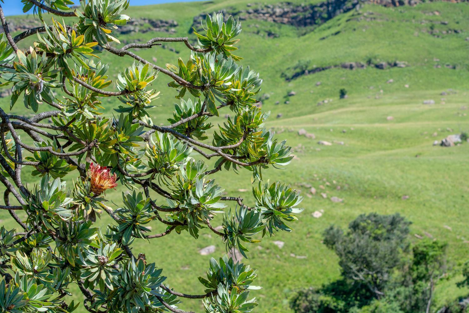 Lolambazo Country House & Cottage - Giants Castle Drakensberg Mahlutshini Oda fotoğraf